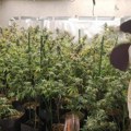 FOTO U dve odvojene akcije policije otkrivena laboratorija za marihuanu i zaplenjen kokain – uhapšeni mladići iz Srema i…