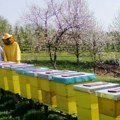Pčelari na kolenima: Godina katastrofe – pomor, hemija, suša i prazne košnice: Na tržištu se pojavio i falsifikovan med