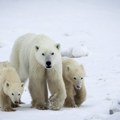 Polarna medvedica šokirala naučnike: "Videla ga je samog na obali kako plače i primila u svoje krilo"