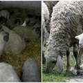 Stočari čekaju dozvole za izvoz u Izrael, Albaniju i Crnu Goru imamo 30.000 jaganjaca