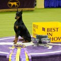 Изабран најбољи пас изложбе Вестминстерског клуба: Престижна титула припала пинчерки Пени