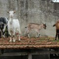 Četiri brata Hercegovca odlučila da pokrenu zanimljiv biznis od nule: Savetuju šta je uslov za sigurnu zaradu na selu (video)…