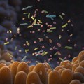 Nova studija otkriva zašto šećer i antibiotici nisu dobra kombinacija