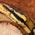 Životinje: Dvoglava zmija se izlegla u prodavnici ljubimaca