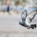 "Špijunski" golub pušten na slobodu nakon osam meseci pritvora u Indiji