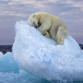 Polarni medved drema na santi leda: Zapanjujuća fotografija osvojila nagradu