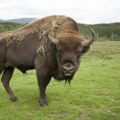 Krdu bizona u Ukrajini preti izumiranje - spas može da im stigne u obliku mužjaka iz drugog regiona