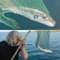 U Jadranu ulovili najotrovniju ribu na svetu! Ima u sebi tetrodotoksin, 1.200 puta otrovniji od cijanida