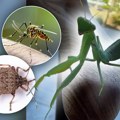 Nešto se čudno dešava sa insektima u Beogradu: Sad se još i bogomoljke masovno pojavljuju! Ovo je objašnjenje za invaziju…