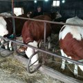 Subvencije za krave i uzgoj teladi – javni poziv otvoren do 30. septembra