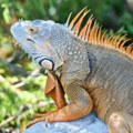 Usled izuzetno niskih temperatura hiljade iguana padaju sa drveća na Floridi