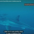 Retki snimak velike bele ajkule s Mediterana: Ronilac drhtao od straha - "bila nam je poprilično blizu"