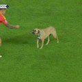 (VIDEO) Pas prekinuo meč Lige nacija u Skoplju