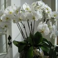 Infuzija za orhideje posle koje će biljka biti puna cvetova: Napravite je od samo 2 sastojka