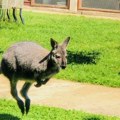 Kengur koji voli da pozira: U Francuskoj kao u Australiji