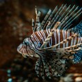 Vatrenjača se sve češće viđa u Jadranskom moru: Na Luštici ulovljena još jedna invazivna vrsta ribe