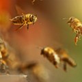 Istraživanje: Insekti oprašivači, poput pčela, mnogo teže podnose zagađenje od biljnih štetočina