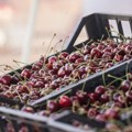 "Sećam se kad nam je bilo skupo 400 dinara"! Cene prvih trešanja šokirale građane u Srbiji i regionu: Evo koliko koštaju u…