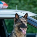 Hapšpenje na graničnom prelazu Sukobin: Pas pronašao hašiš ispod mjenjača (foto)