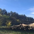 Zašto se seče drveće u Šumaricama?