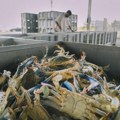 Italija izvozi delikates cenjen u inostranstvu, a omražen kod kuće