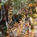 (Video) Vi radite, ja vas samo gledam! Mrki medved se pojavio u šumi na Tari dok su ljudi radili, a njegova reakcija na…