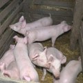 Sprečen transport svinja iz područja zaraženog afričkom kugom