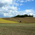 Ratari u Vojvodini odustaju od zakupa zemlje - jedna kifla u pekari košta koliko tri kg pšenice