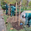 Gradsko zelenilo: Od danas 184 nove sadnice drveća i šiblja u Novom Sadu