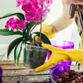 Ako vam se orhideja suši, ne bacajte je Stavite 1 sastojak u zemlju i ponovo će procvetati kao nikad pre (video)