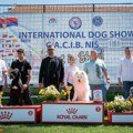 U subotu izložba pasa u parku Čair