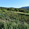 Otkriven zasad sa 910 biljaka marihuane kod Vranja
