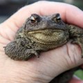 "Не лижите жабе!" Након Аустралије и САД, опасан тренд стигао у Европу: Ево шта се крије иза свега