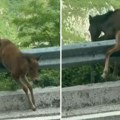 Ждребе запело поред пута, нису знали како да му помогну, а онда је мушкарац изашао из аутомобила...
