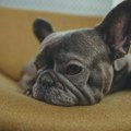 Veterinar otkriva tri rase koje nikada ne bi imao: Za jednu kaže da je "više mačka nego pas"