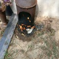 Prokupčanka sprečila požar na Gradskom groblju