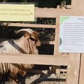 OD BUŠE I BIVOLA DO KERAMIKE: U niškom Zoo Kutku čuvaju ono što polako nestaje