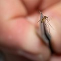 Ono što naučnici poznaju kao biljnu vaš, srpski teoretičari zavera proglašavaju za GMO komarca