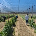 Fortenova grupa novom investicijom podigla proizvodnju domaćih krastavaca za 50%