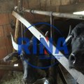 One su jako retke, a ovo selo njihovo poslednje utočište: Bivolice su izuzetno dragocene životinje, njihovo mleko i kajmak…