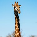 Pogledajte kako izgleda prvi dan života male žirafe u Zoo vrtu Mama je ne ispušta iz vida, a noge joj se tresu kao prut