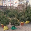 Prodaja jelki sa busenom tokom decembra u Novom Sadu