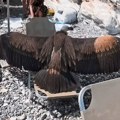 Otkriveno zašto lešinari masovno sleću i padaju među kupače na plažama u Grčkoj: Snimci i fotke su neverovatni