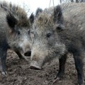 U BiH identifikovana afrička svinjska kuga na divljim svinjama