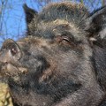 Potvrđen prvi slučaj afričke kuge svinja u Crnoj Gori