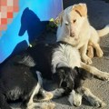 Masovno trovanje pasa u Nišu: Građani u strahu zbog dece