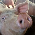 Hrvatska: Uzgoj svinja iz fotelje Šta su kriptovalute?