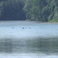 Lozničani i njihovi gosti se rashlađuju kraj Drine