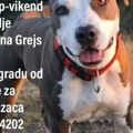 Haos oko oglasa za nestalog psa na Kopaoniku: Vlasnici nudili 2.000€, telefon se usijao, a onda se desilo čudo