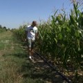 Suša umanjila rod kukuruza u šabačkom kraju